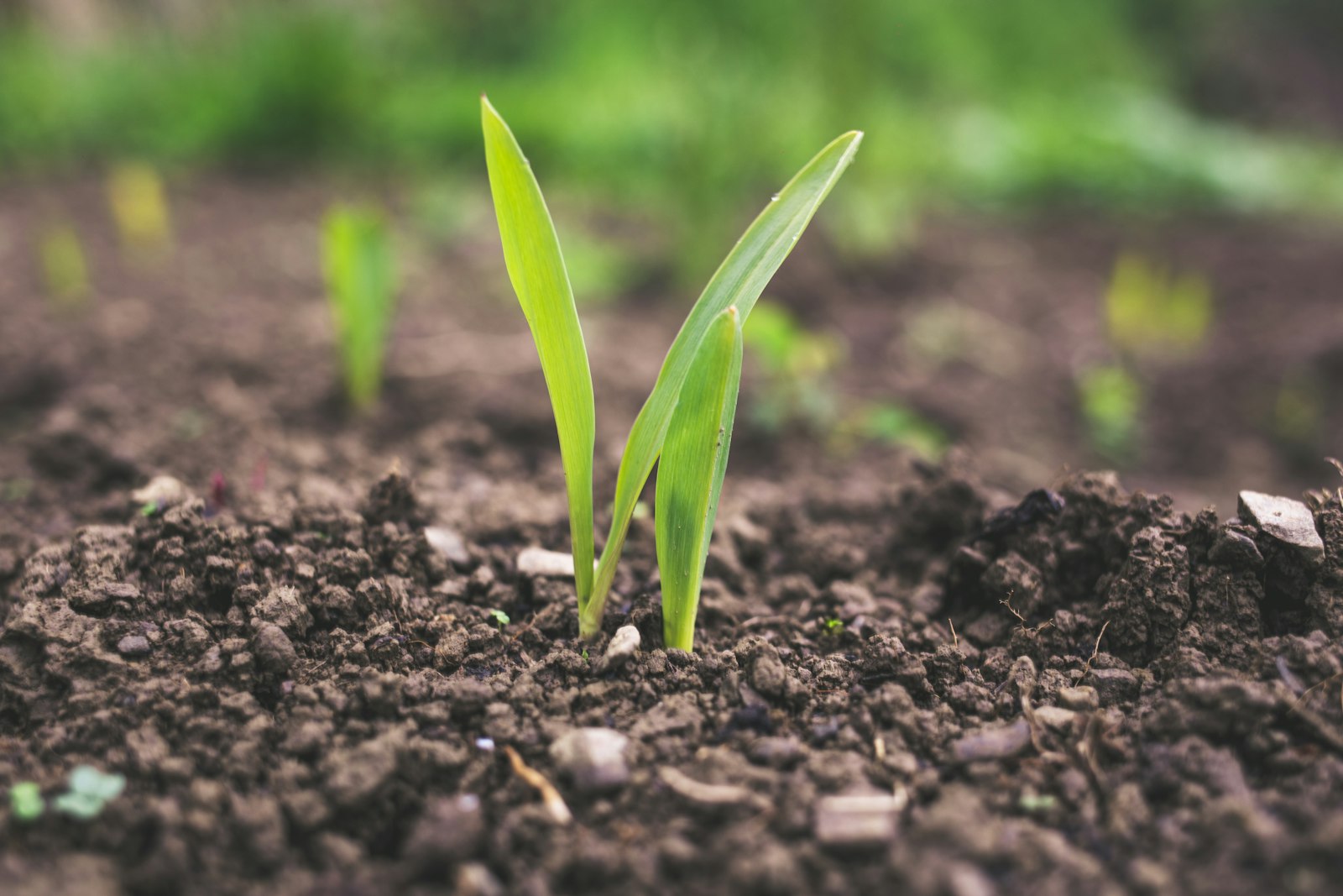 Brote verde vigoroso creciendo en tierra oscura durante el cultivo documentado