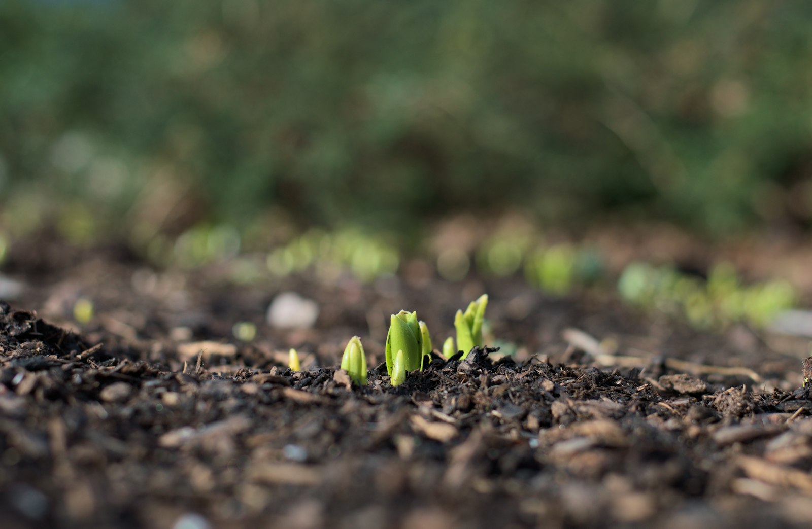 Hilera de plántulas germinando en tierra labrada durante el control del cultivo