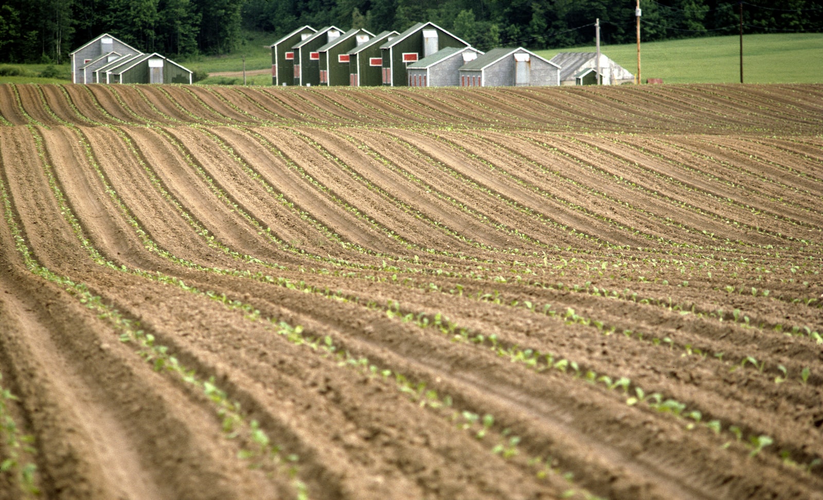 Campo cultivado con surcos verdes donde comienza el origen del lote de semillas